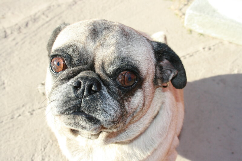 pug dog looking up