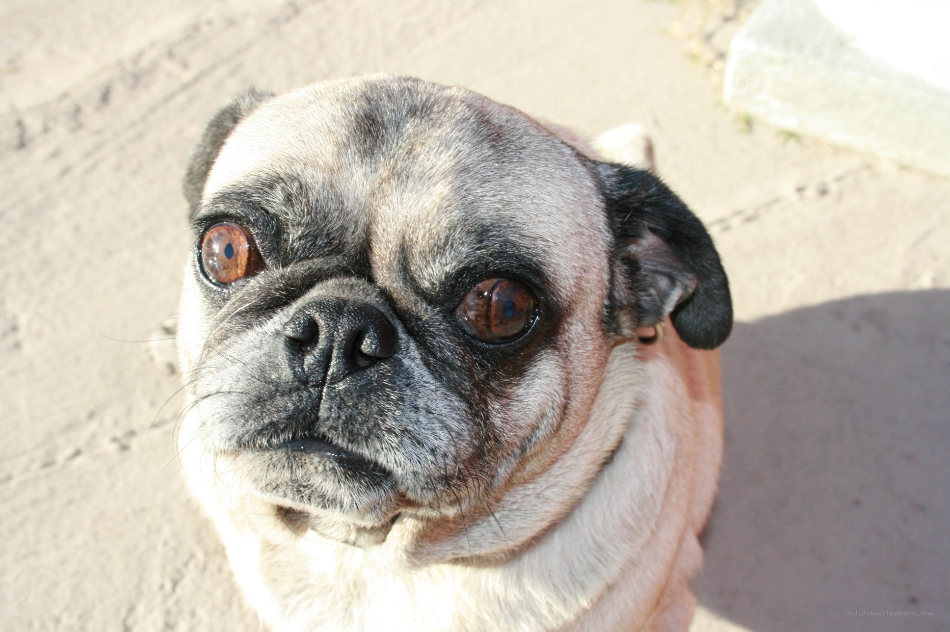 pug dog looking up