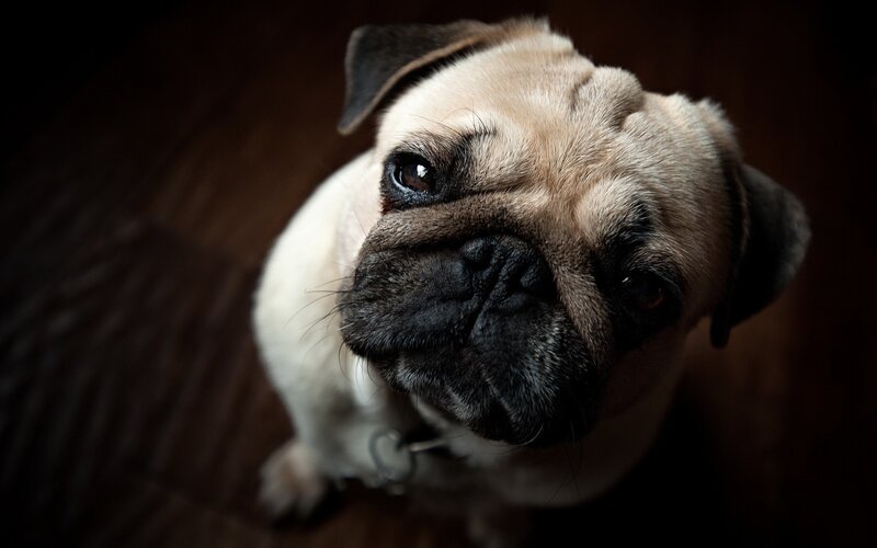 Pug Dog Looking Up — Brown, Dramatic
