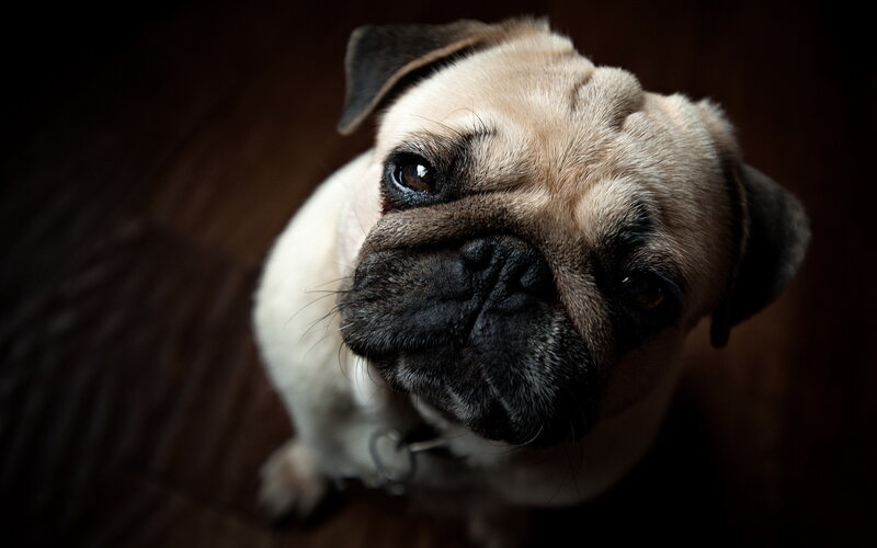 Pug Dog Looking Up — Brown