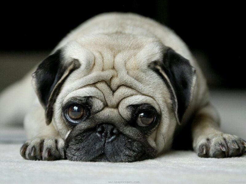 pug dog lying down