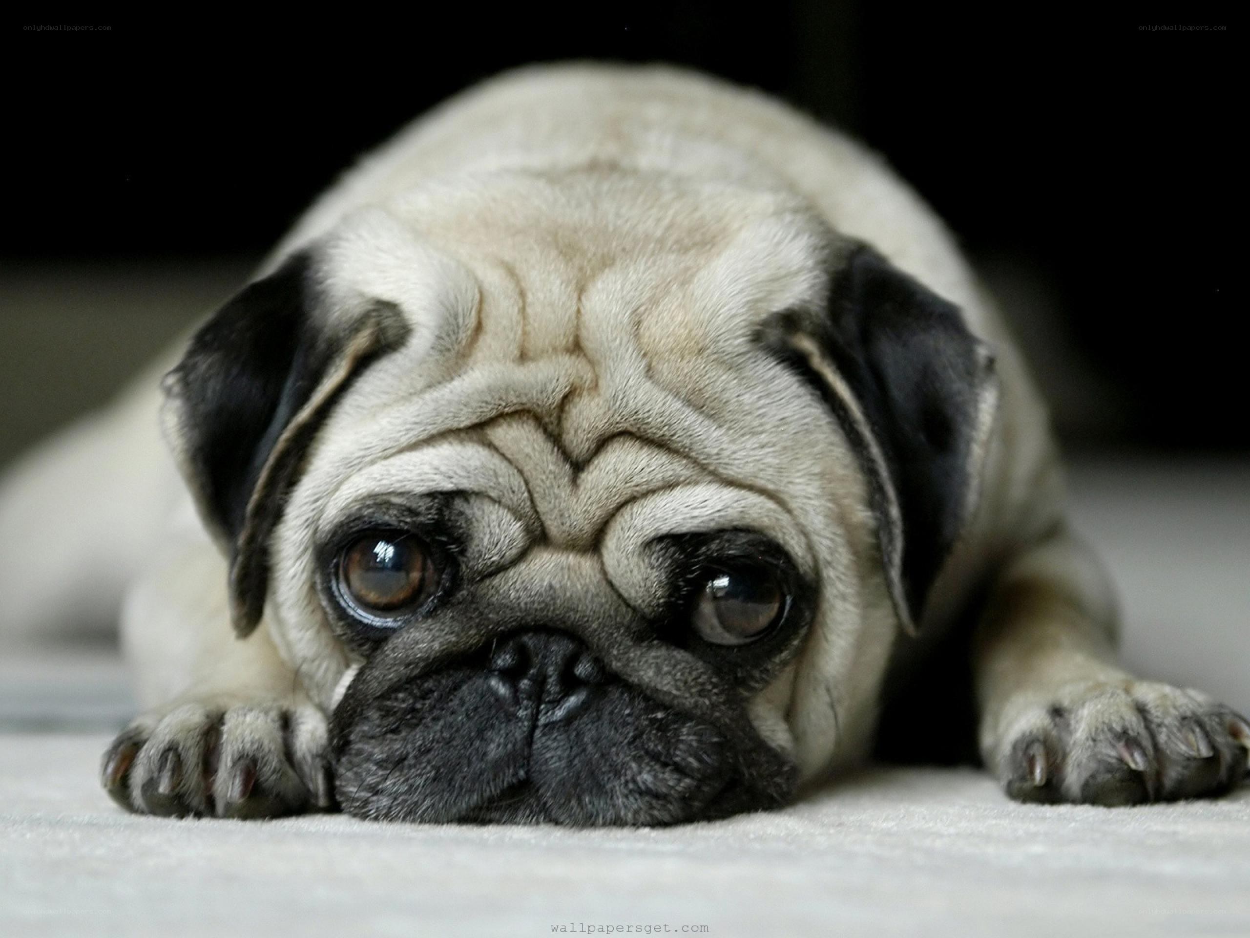pug dog lying down