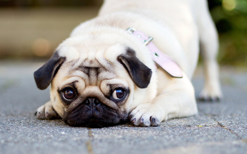 Pug Dog Lying Down — Beige, Calm, Afternoon