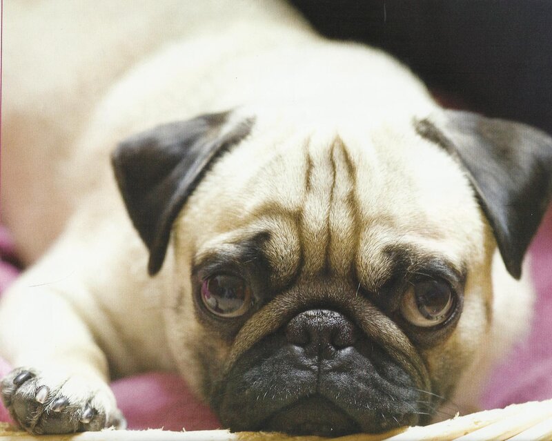 Pug Dog Lying Down — Beige, Calm, Photograph, Basket