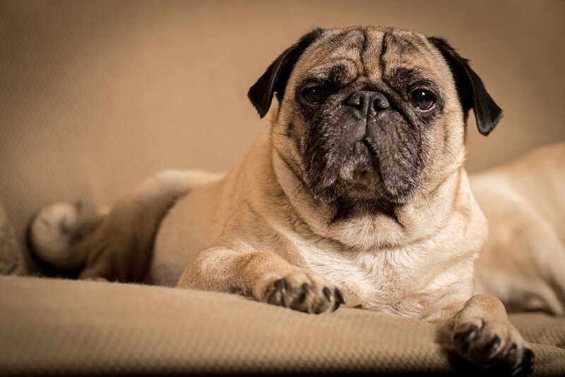 Pug Dog Lying Down — Beige, Calm, Photograph, Couch