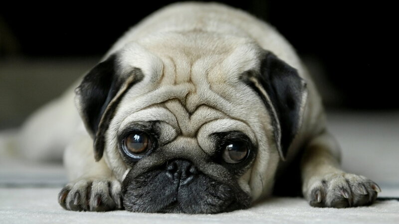 Pug Dog Lying Down — Beige, Calm, Photograph, Floor