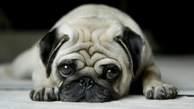 Pug Dog Lying Down — Beige, Calm, Photograph
