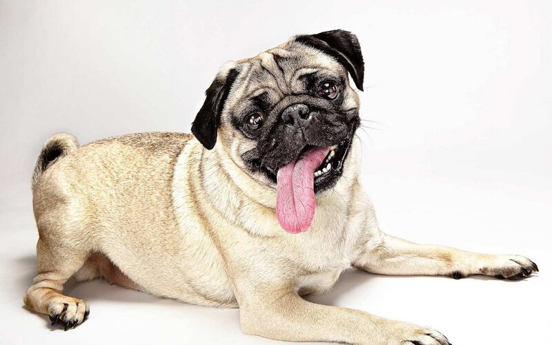 Pug Dog Lying Down — Beige, Calm, Photograph, Tongue
