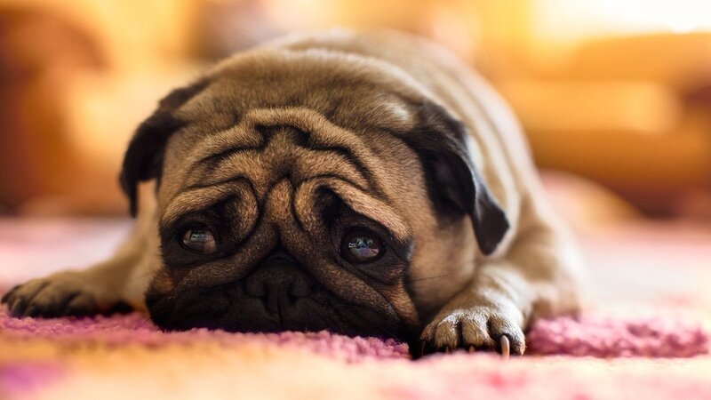 Pug Dog Lying Down — Brown, Calm, Photograph