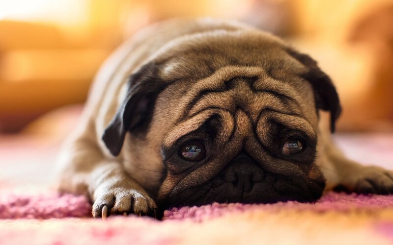 Pug Dog Lying Down — Brown, Calm
