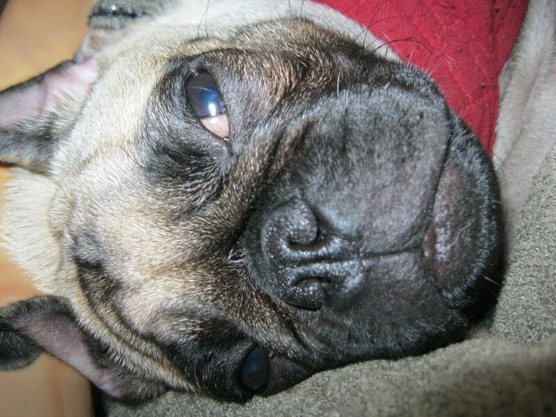 Pug Dog Lying Down — Brown