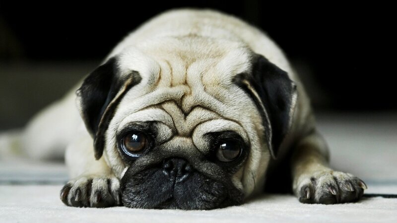 Pug Dog Lying Down — Calm