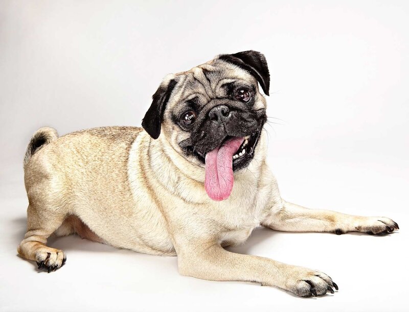 pug dog lying down