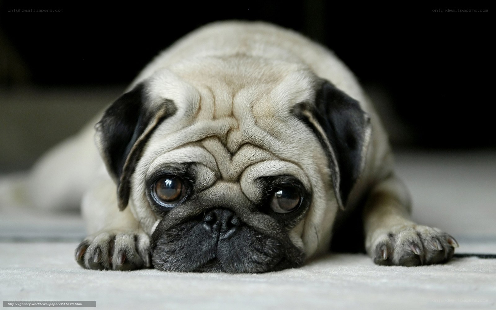 pug dog lying on carpet