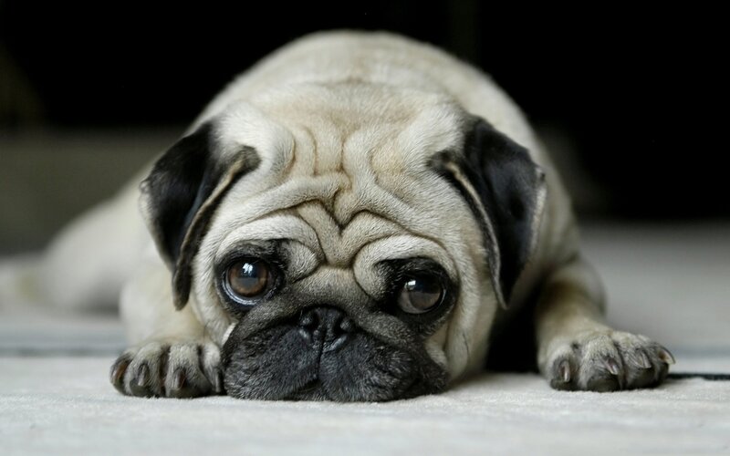 pug dog lying on floor