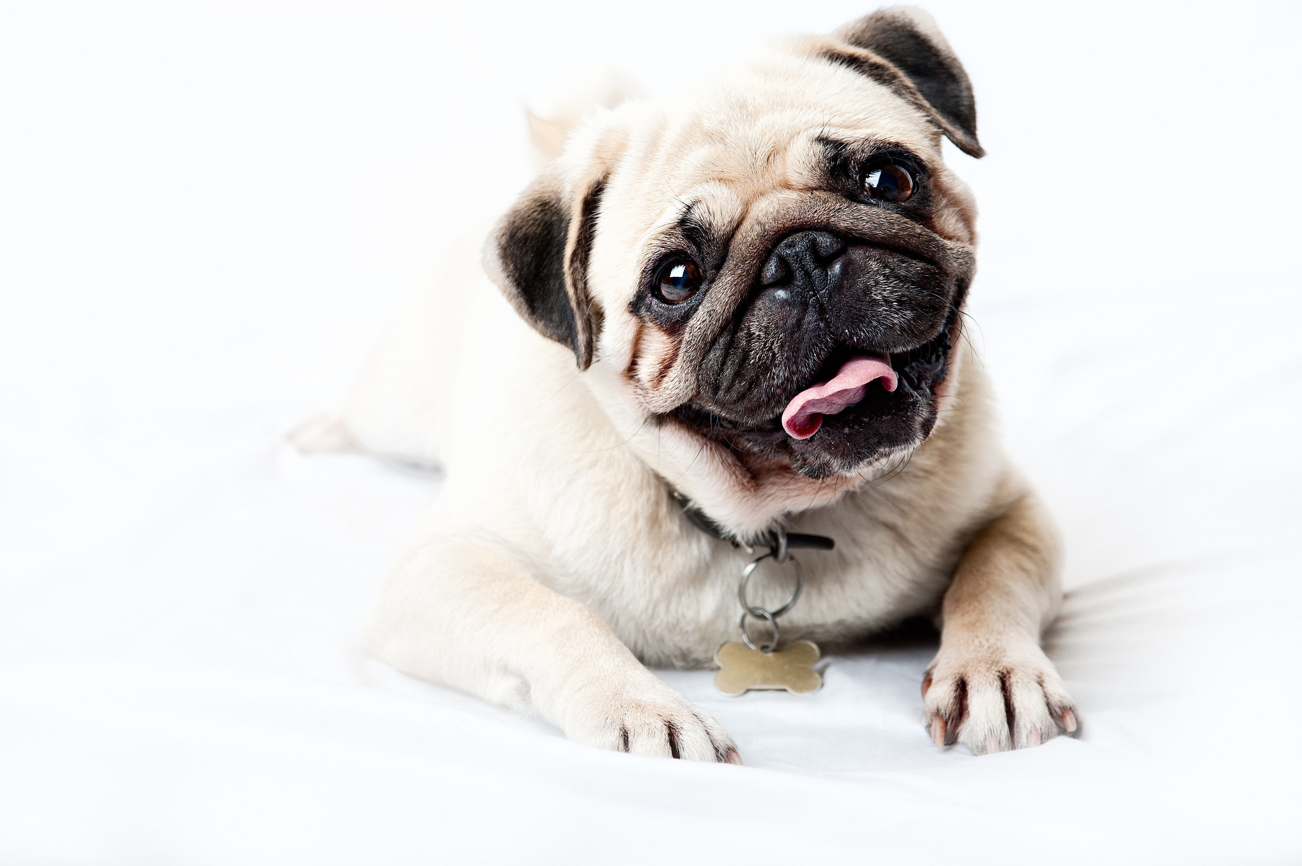 pug dog lying on white surface