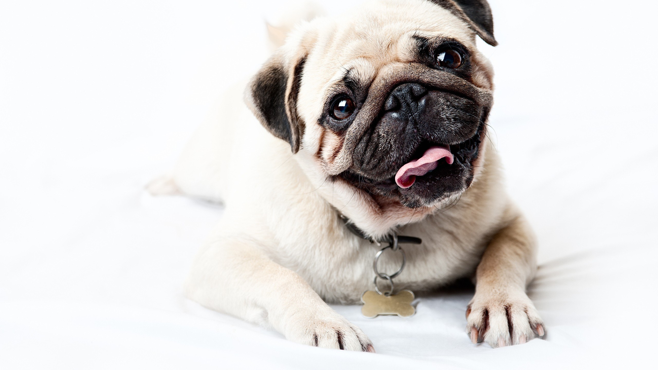 pug dog lying on white surface