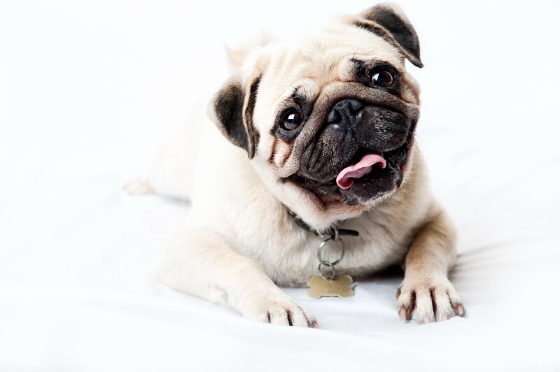 pug dog lying on white surface