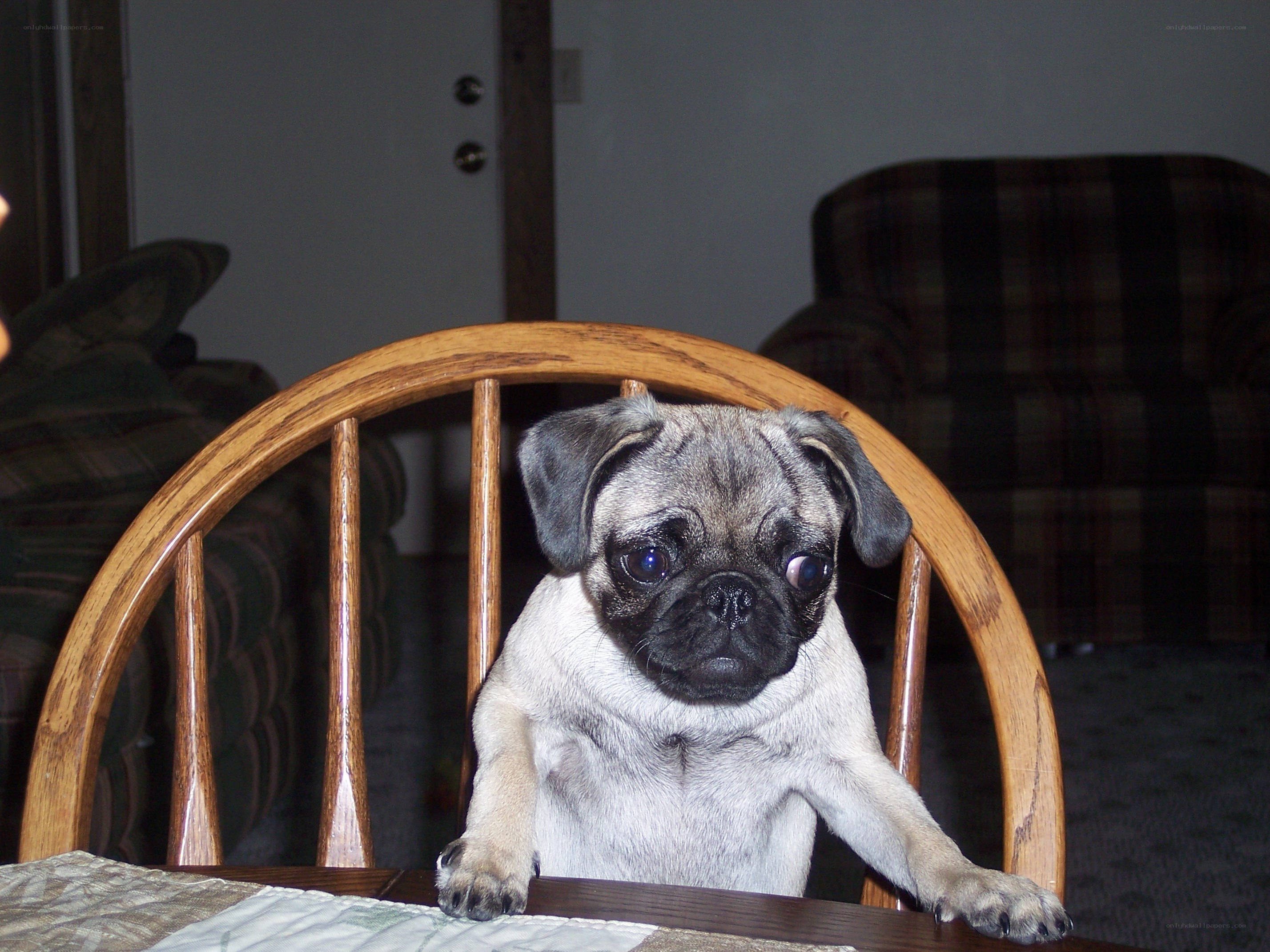 pug dog on a chair