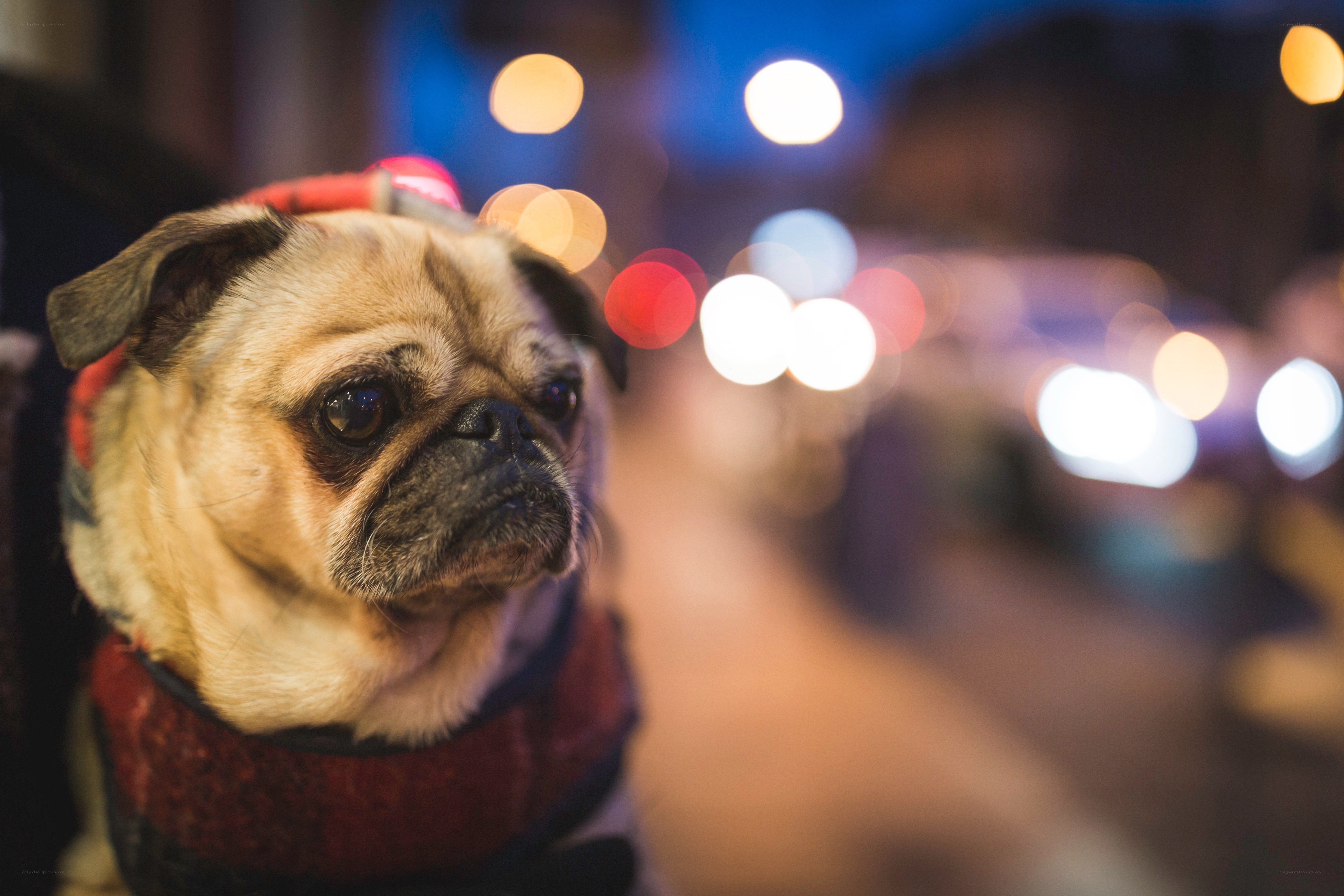 Pug dog on a city street