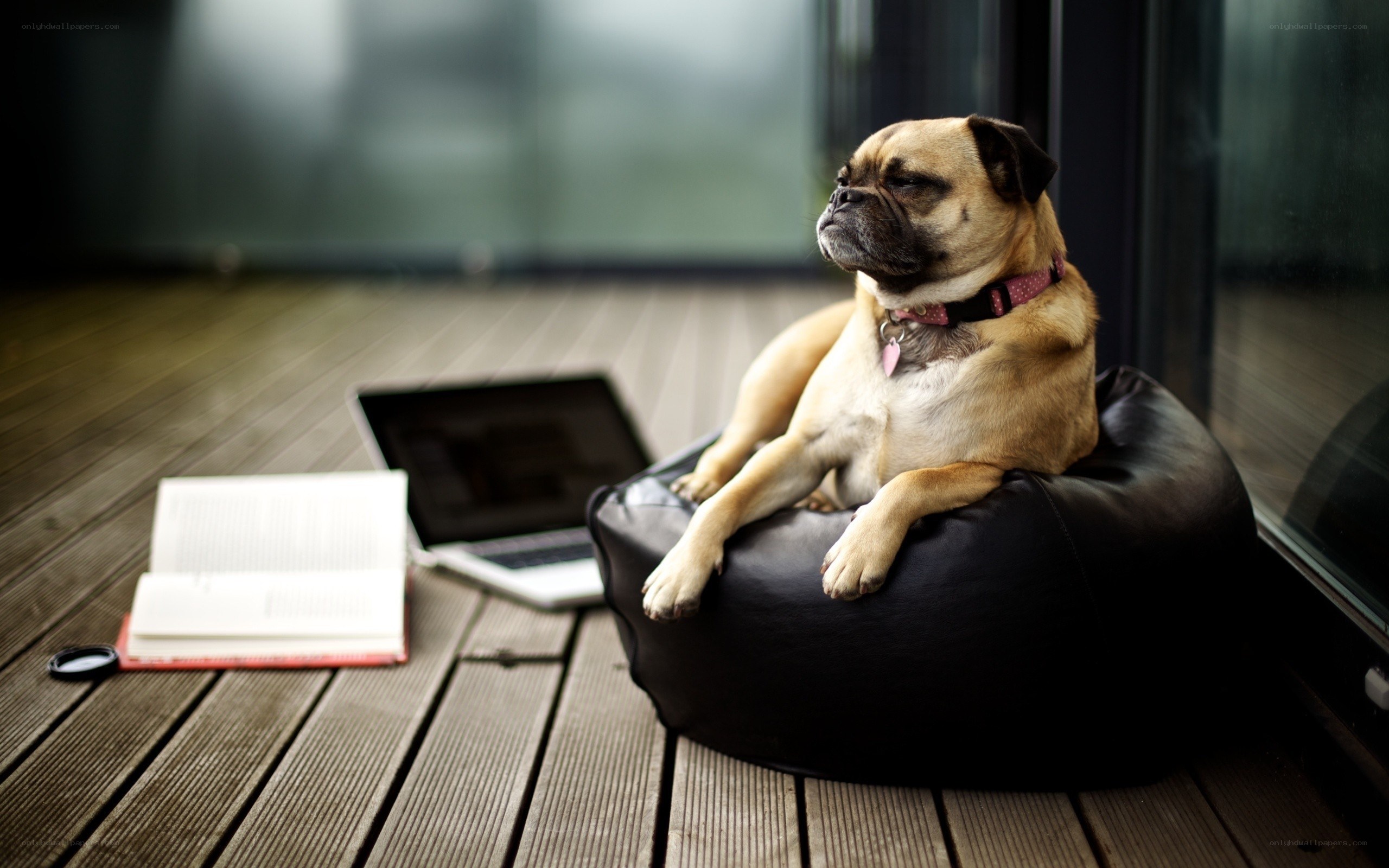 pug dog on beanbag