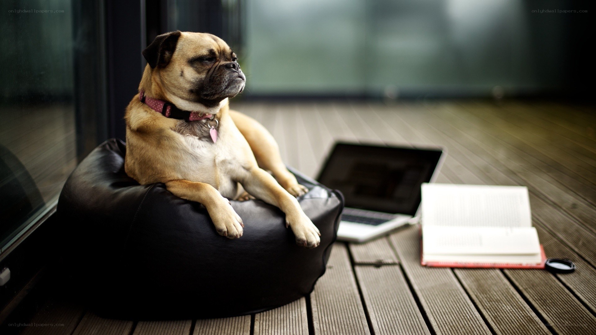pug dog on beanbag