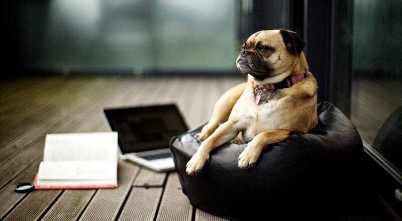 Pug Dog on Beanbag — Black, Calm