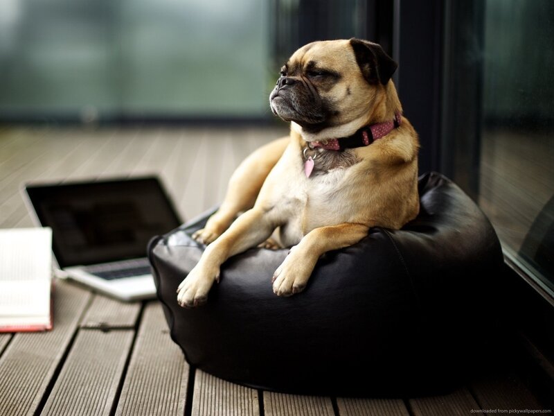 Pug Dog on Beanbag — Black