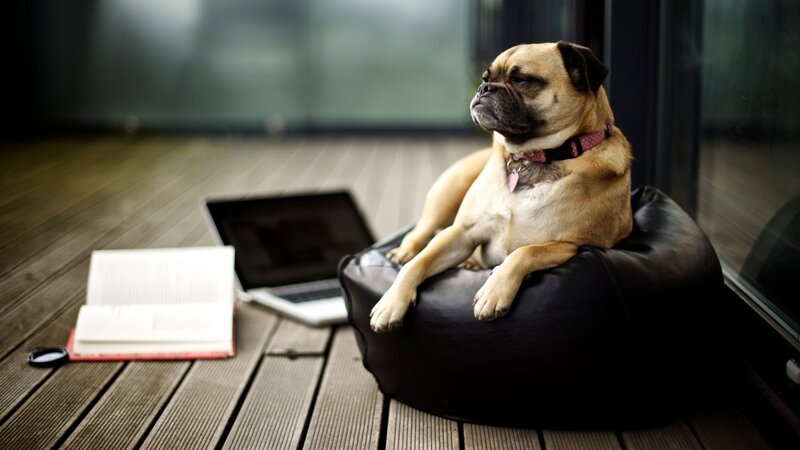 Pug Dog on Beanbag — Brown, Calm, Photograph, Laptop, Book