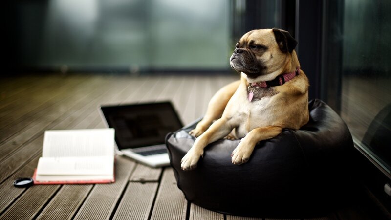 Pug Dog on Beanbag — Brown, Calm, Photograph, Laptop