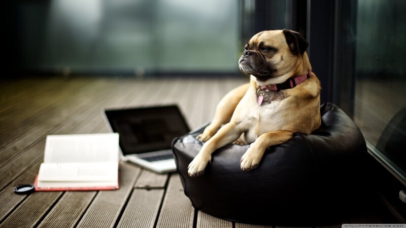 Pug Dog on Beanbag — Brown, Calm, Photograph
