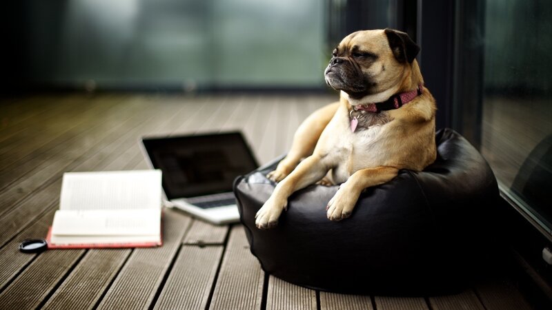 pug dog on beanbag