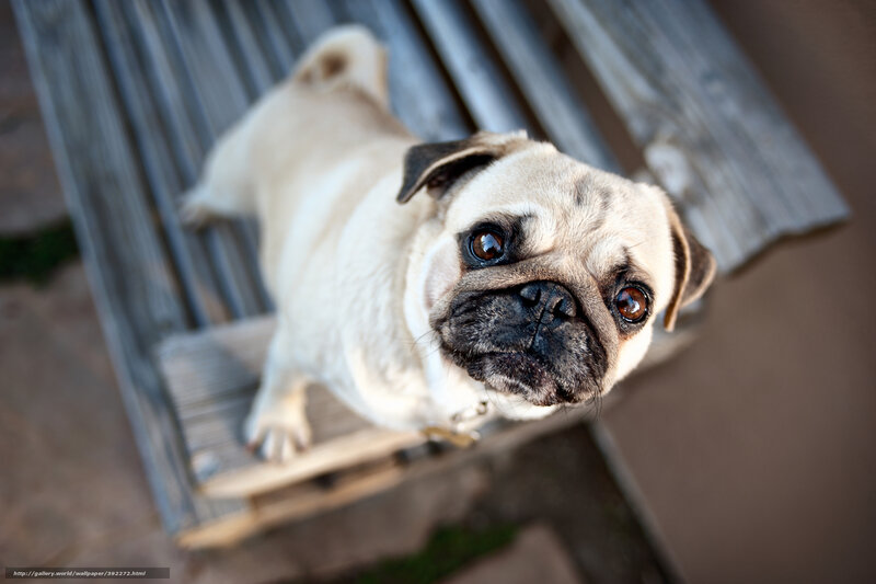 Pug Dog on Bench — Beige, Calm