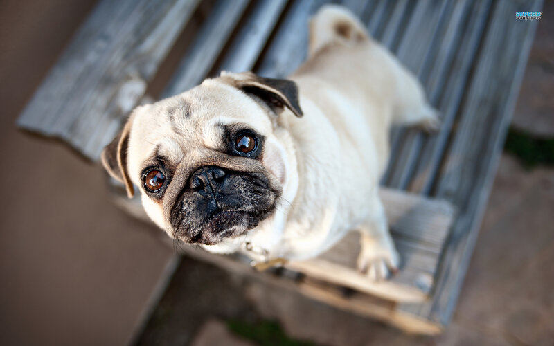 Pug Dog on Bench