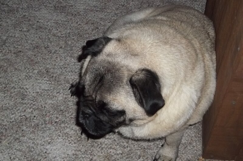 Pug Dog on Carpet