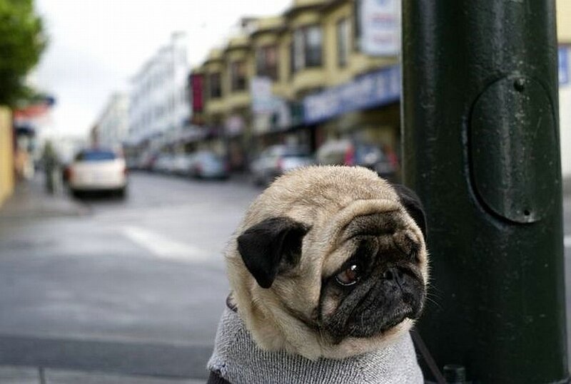 pug dog on city street