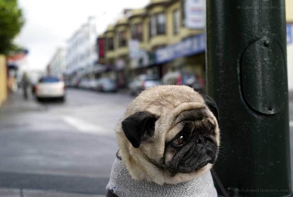 pug dog on city street
