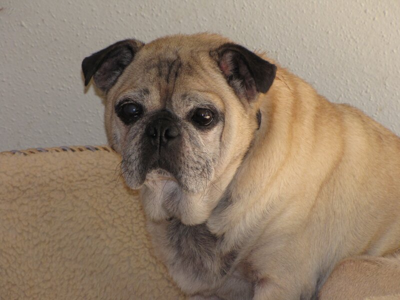 Pug Dog on Couch