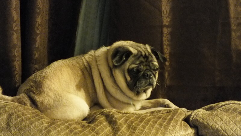 Pug Dog on Cushion