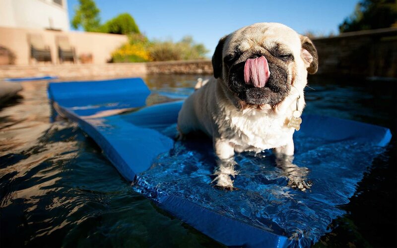 Pug Dog on Float — Blue, Relaxed