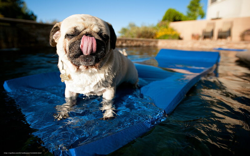 Pug Dog on Float — Blue