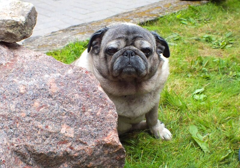 Pug Dog on Grass — Green