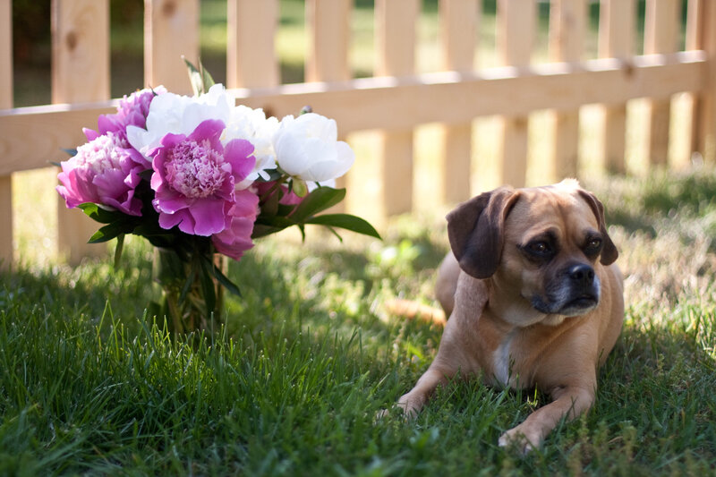 Pug Dog on Grass