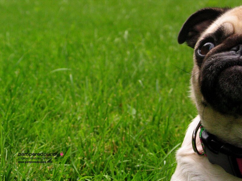 pug dog on green grass
