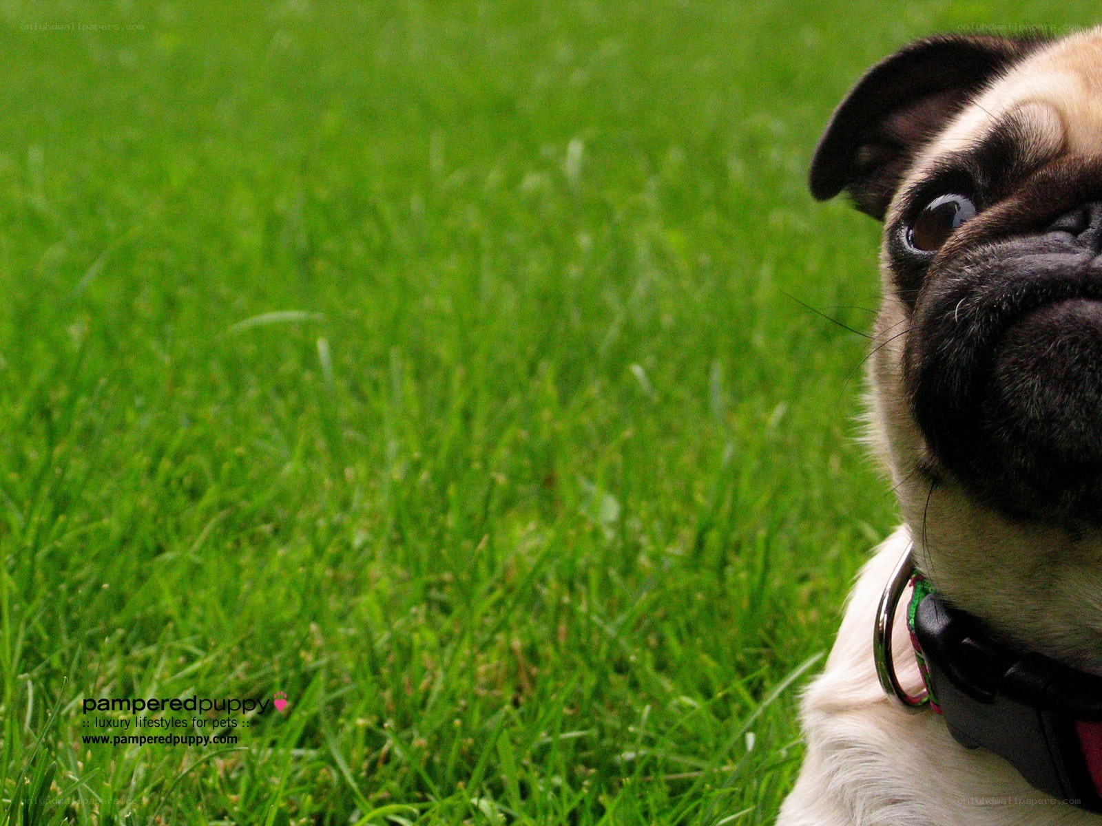 pug dog on green grass