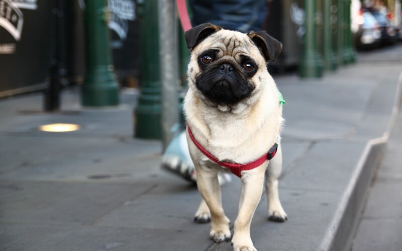 Pug Dog on Leash
