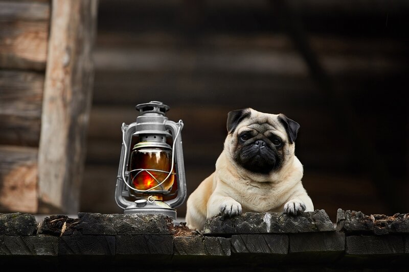 Pug Dog on Log