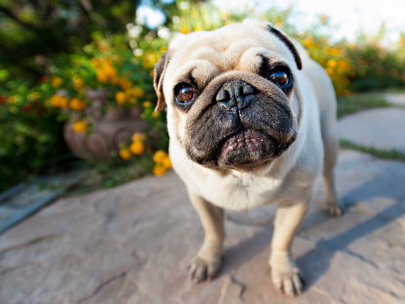 Pug Dog on Patio