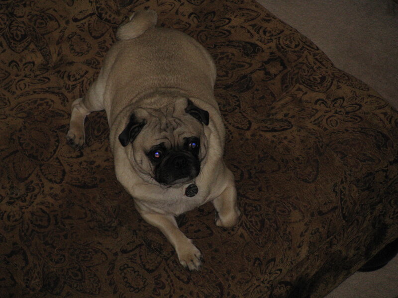 pug dog on patterned couch