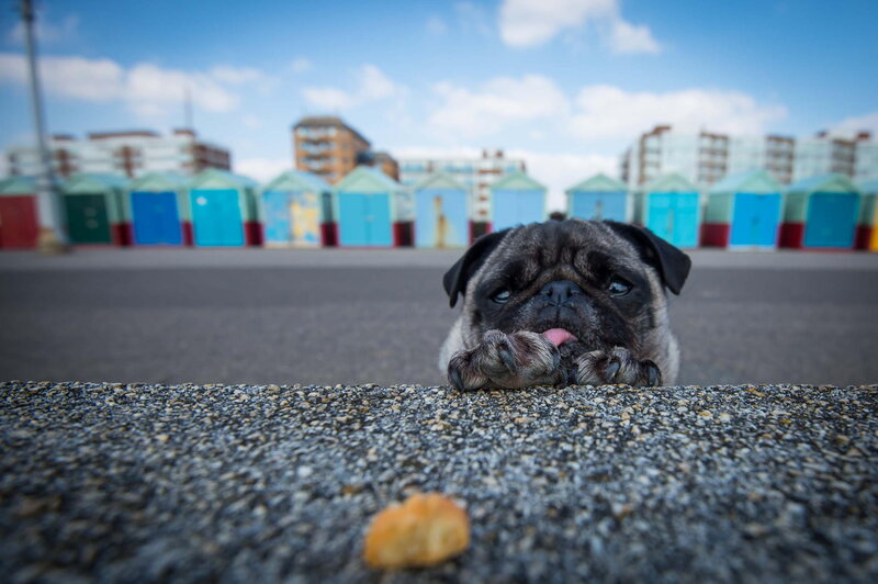 Pug Dog on Pavement